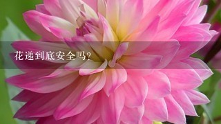 花递到底安全吗？