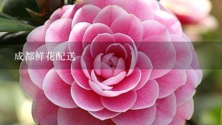 成都鲜花配送