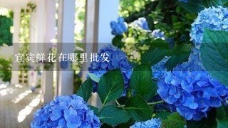 宜宾鲜花在哪里批发