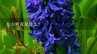 东方鲜花是什么?