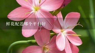 鲜花配送哪个平台好