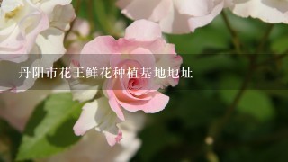 丹阳市花王鲜花种植基地地址