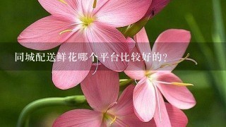 同城配送鲜花哪个平台比较好的？