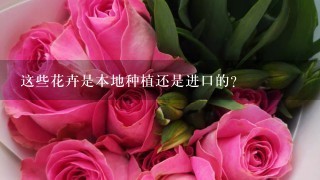 这些花卉是本地种植还是进口的？