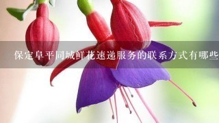 保定阜平同城鲜花速递服务的联系方式有哪些?